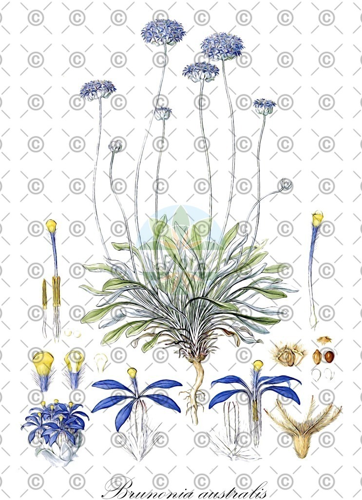 HistAbb_wfo-0000572885_1_ENZY_Simple | Historische Abbildung von Brunonia australis - Goodeniaceae | Historical Illustration of Brunonia australis - Goodeniaceae