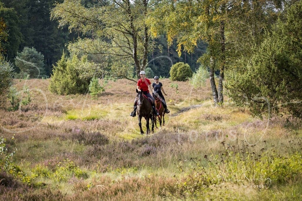 DdLH-WehlenerHeide_2025-09-20_37 | Fotografie, Veranstaltungs-Fotografie, Pferde-Fotografie, Landschafts-Fotografie, Reise-Fotografie - Realisiert mit Pictrs.com