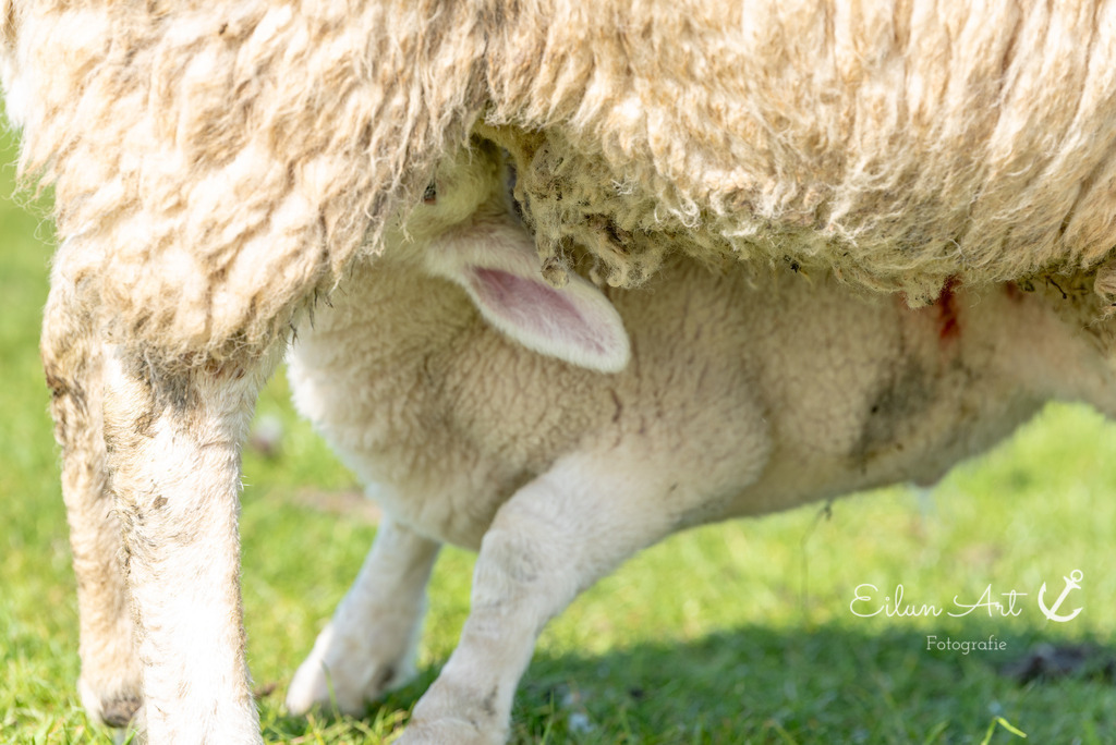 20250424-EAF_8147 | Eilun-Art-Fotografie Levke Martens, ihre Fotografin für Immobilien- und Landschaftsfotografie auf Föhr, Föhrer Motive als Poster, Leinwand, hinter Acrylglas oder stelle dir deinen eigenen Monatskalender zusammen, mit nur einem Klick