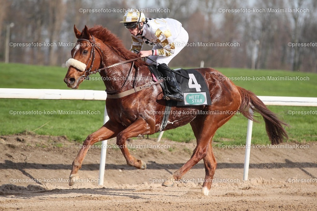 Do03032401005 | Frankie's Boy siegt unter Leon Wolff am 03.03.2024 Renntag in Dortmund. Copyright by Marc Ruehl - Veroeffentlichung nur gegen Honorar (zzgl.MwSt), Namensnennung und Beleg, Bank Routing Number: BIC GENODED1PAF, Bank Account Number: IBAN DE04 3706 2600 1201 6180 17, Steuer-Nr.: 203/5266/0306, Ust_Id_Nr.: De 122081417, Zur Gaulshuette 29, 50181 Bedburg, Phone: +49-(0)2272-83351, www.marcruehl.com, info@marcruehl.com, No Model Release, Abtretung von Persoenlichkeitsrechten der abgebildeten Person/Personen liegen nicht vor. Speichern in Bilddatenbanken oder Vervielfaeltigung ist ohne schriftliche Genehmigung nicht gestattet.