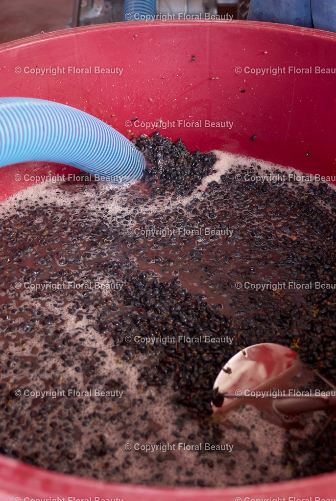 Weingut in Italien | Maischepresse mit Maische - Realisiert mit Pictrs.com