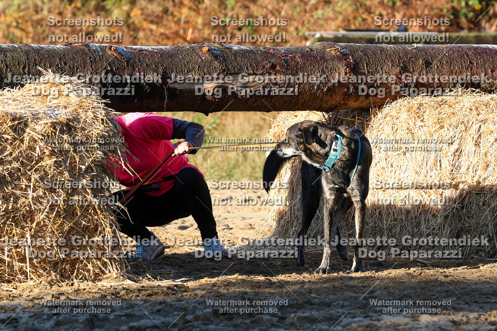 Dog Paparazzi - Strongdog 10-25-846 | Dog Paparazzi Jeanette Grottendiek Fotografie & Videografie - Realisiert mit Pictrs.com