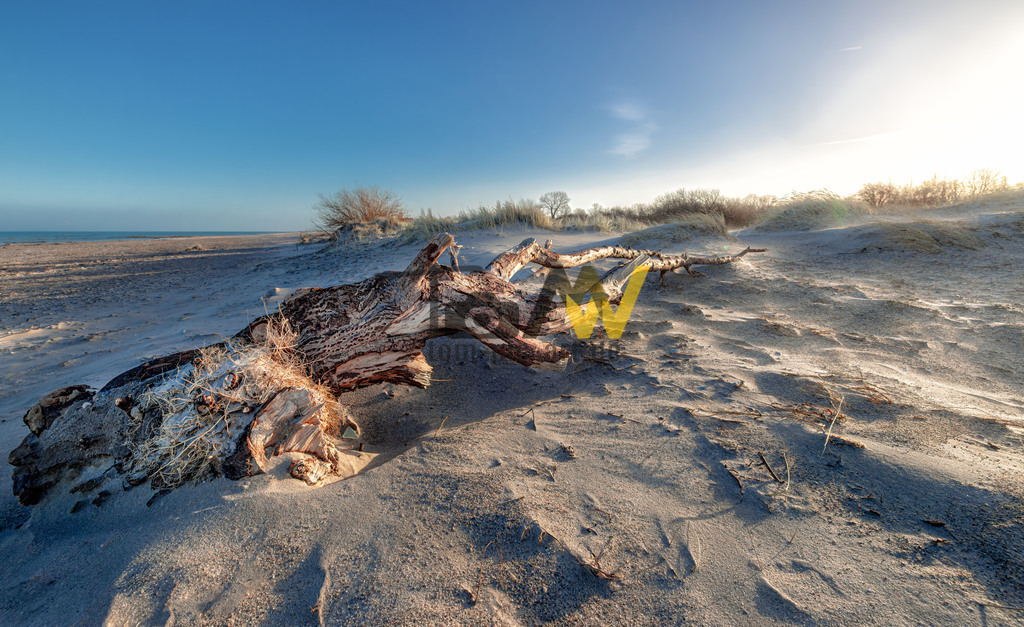 Totholz am Strand - Ostsee | Ein Stück eines Toten Baumes liegt verlassen am Strand der Ostsee.  - Realisiert mit Pictrs.com