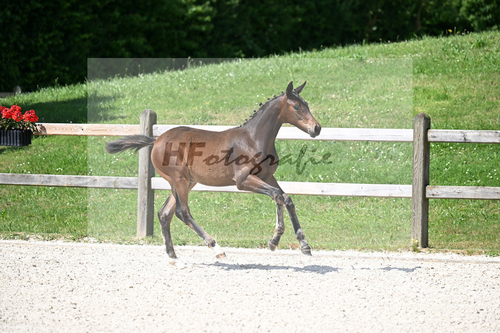 Kat-Nr. 7 St. Emilion x Va Bene_SF_Vierl_15250237 | hf-fotografie - Realizzato con Pictrs.com