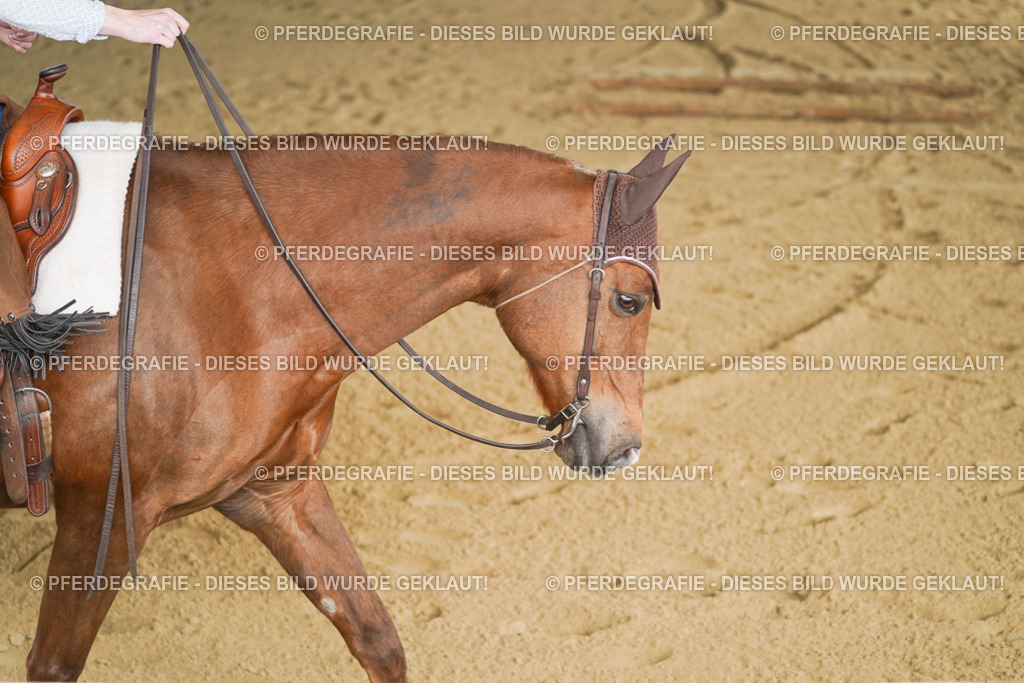 DSC01650 | Pferdegrafie