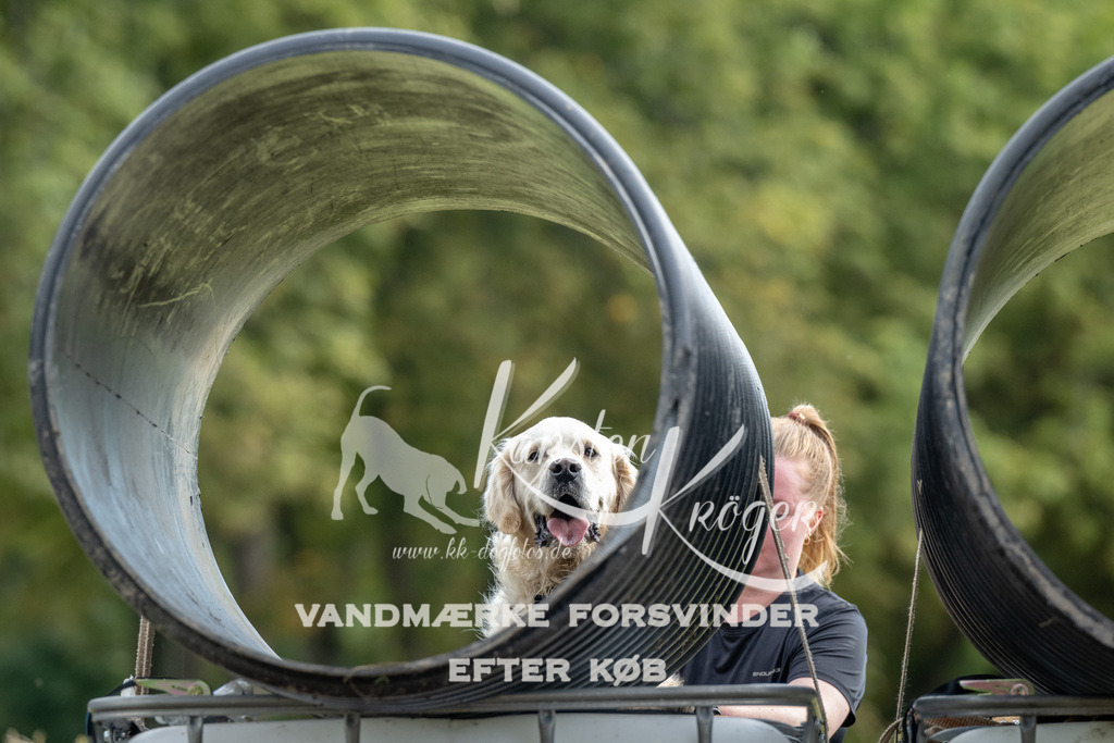 0950_ZZ91267 | kk-dogfotos