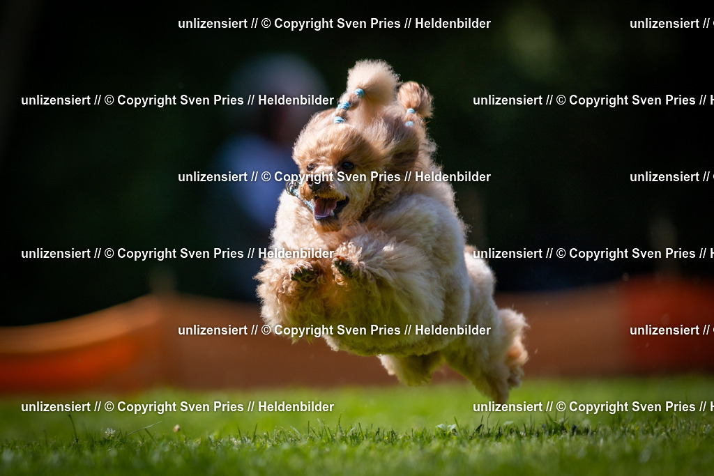 Sven Pries | 2025-08-10 - Hunderennen Durlach - Realisiert mit Pictrs.com