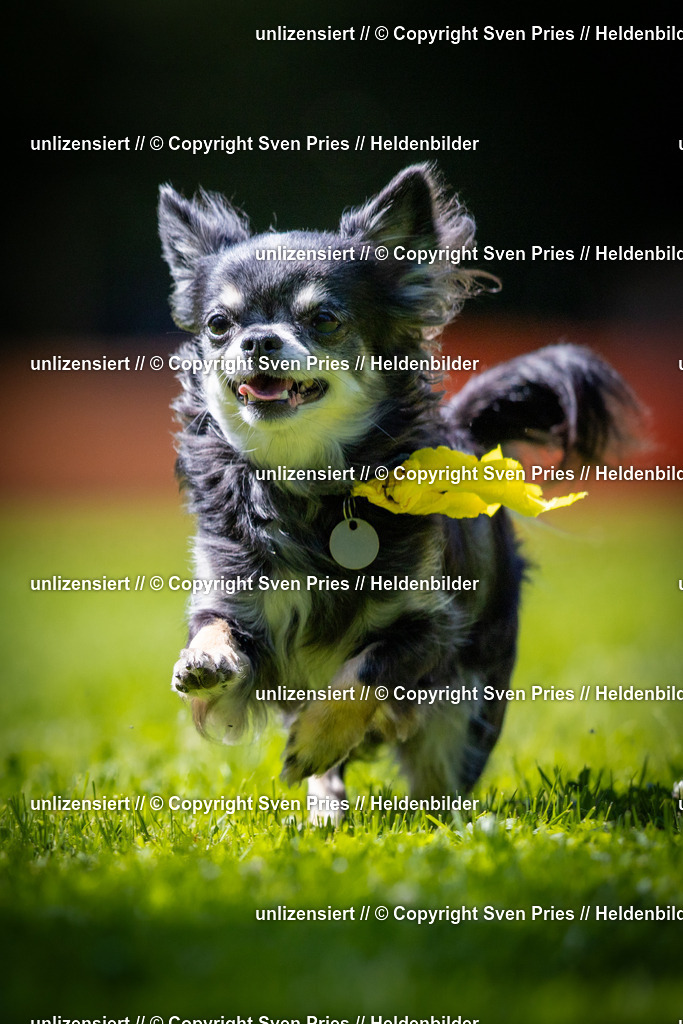 Sven Pries | 2025-08-10 - Hunderennen Durlach - Realisiert mit Pictrs.com