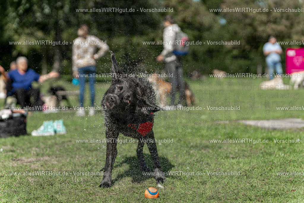 Hundeschwimmen_Volksbad_2026-allesWIRTHgut_Tierfotografie-2609061240-115020-7R500128 | Professionelle Tierfotografie in Mönchengladbach von Daniel Wirth (allesWIRTHgut). Liebevolle & natürliche Bilder von Hunden & Katzen für unvergessliche Erinnerungen.