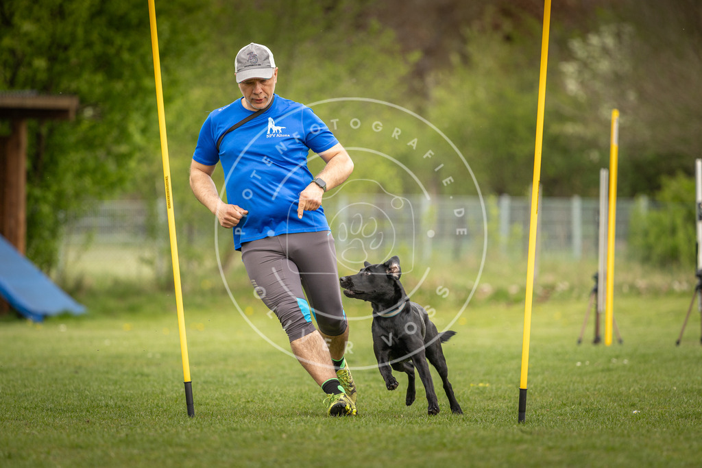 Pfotenfotografie_DV3A7196 | Hundefotografie, Tierfotograf, Pfotenfotografie, Fotoshooting Hund, Hunde Portrait, Hundesport, Hundeportraits, Heideshooting, Hunde, Sportfotograf, Hundefotograf, Turnierhundsport, THS,  - Realisiert mit Pictrs.com