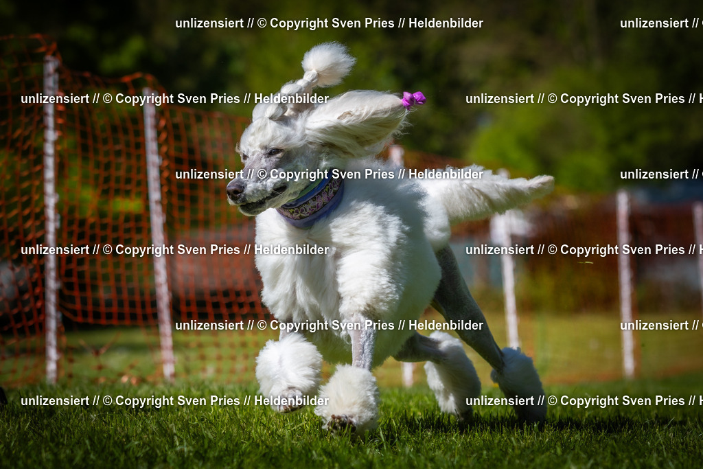 Hunderennen_April_2026_828 | 2026-04-26 - Hunderennen Baden-Oos April 2026 - Realisiert mit Pictrs.com