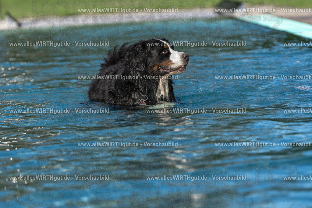 Hundeschwimmen_Volksbad_2026-allesWIRTHgut_Tierfotografie-2609061106-FAY06140 | Professionelle Tierfotografie in Mönchengladbach von Daniel Wirth (allesWIRTHgut). Liebevolle & natürliche Bilder von Hunden & Katzen für unvergessliche Erinnerungen.