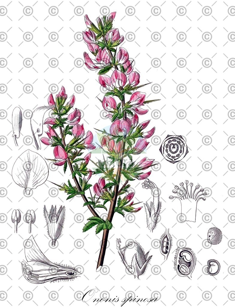 HistAbb_wfo-0000028929_1_ENZY_Simple | Historische Abbildung von Ononis spinosa - Fabaceae (Dornige Hauhechel;Bocks-Hauhechel;Gewöhnliche Hauhechel;Kriechende Hauhechel;Österreichische Hauhechel;Stinkende Hauhechel;Hauhechel;Küsten-Dornhauhechel) | Historical Illustration of Ononis spinosa - Fabaceae (spiny restharrow)