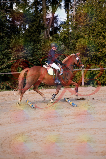 2026_10_03_Siefer-Hof_144625_Z81_22444321 | Professionelle Reitsport-, Turnier- und Eventfotografie von Robert Broda. Galerien mit ausgewählten und bearbeiteten Bildern direkt online ansehen und bestellen.