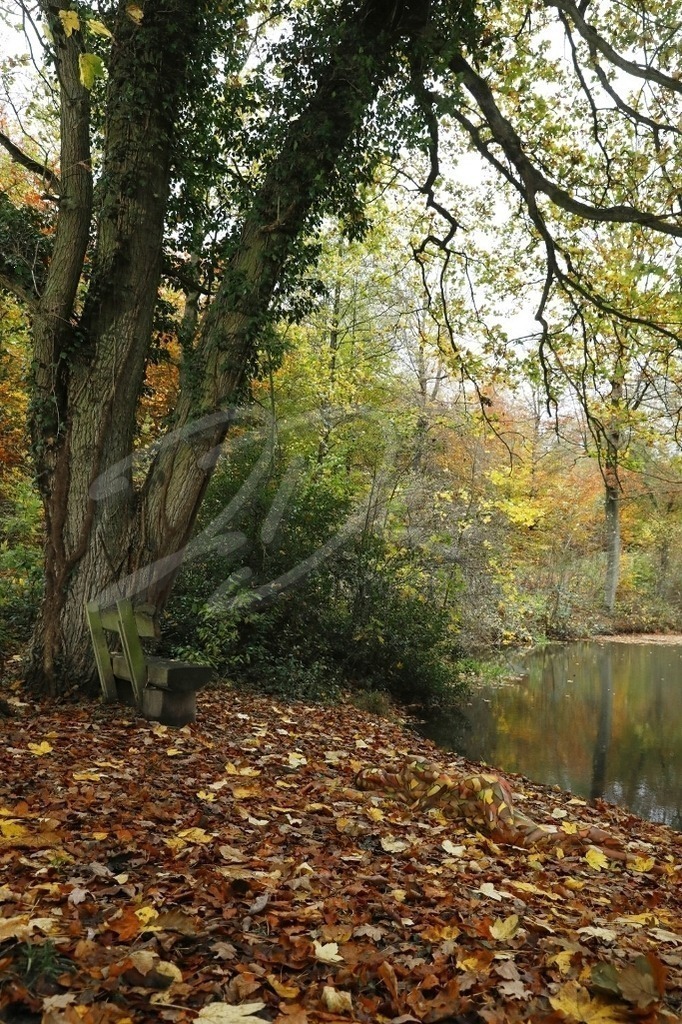 NatureArt-HERBSTBANK_8392 | Teich und Baum im Herbstwald | #003 | Modell: Lena | Foto: Tschiponnique Skupin - Realisiert mit Pictrs.com