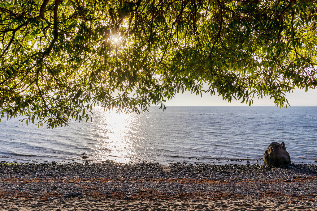 Akustikbild: Baumkrone ragt über den Sandstand | Dieses Akustikbild im Querformat zeigt eine Baumkrone die über den Sandstrand ragt. Durch die Blätter scheint die Sonne. Am Strand steht ein großer Findling - Realisiert mit Pictrs.com