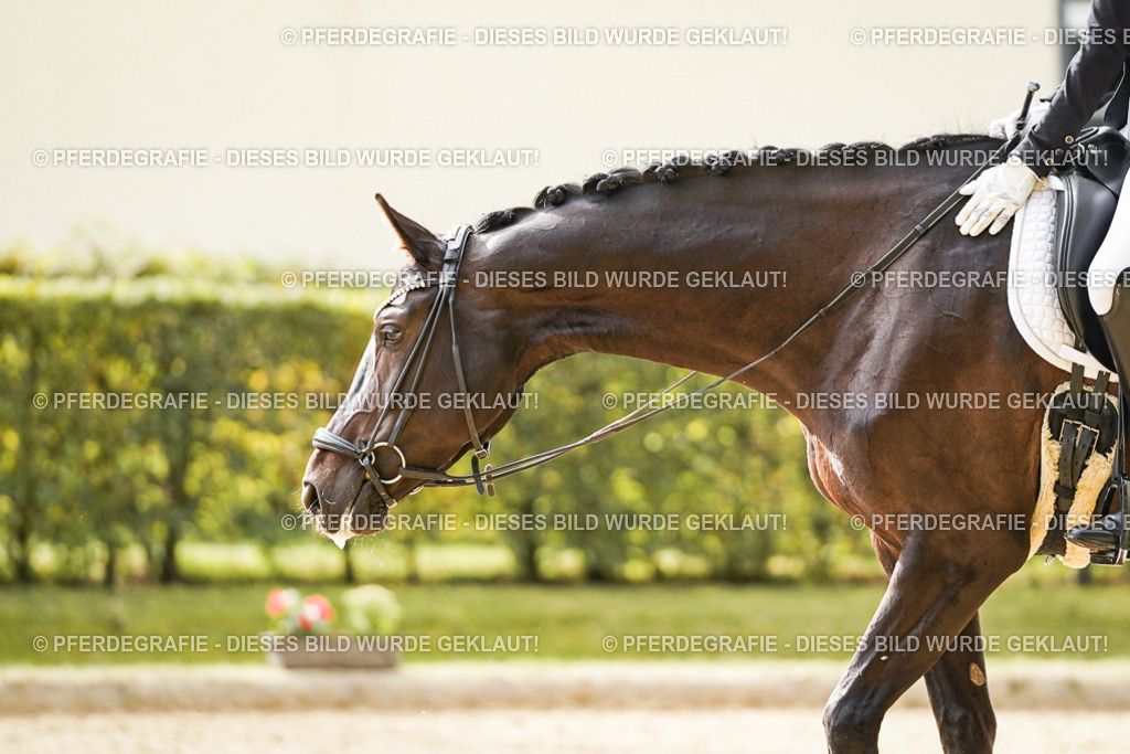 DSC00930 | Pferdegrafie