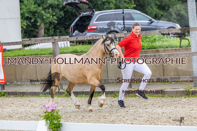 25-6 BSS H Welsh A (563) | mandyhollmannphotographie