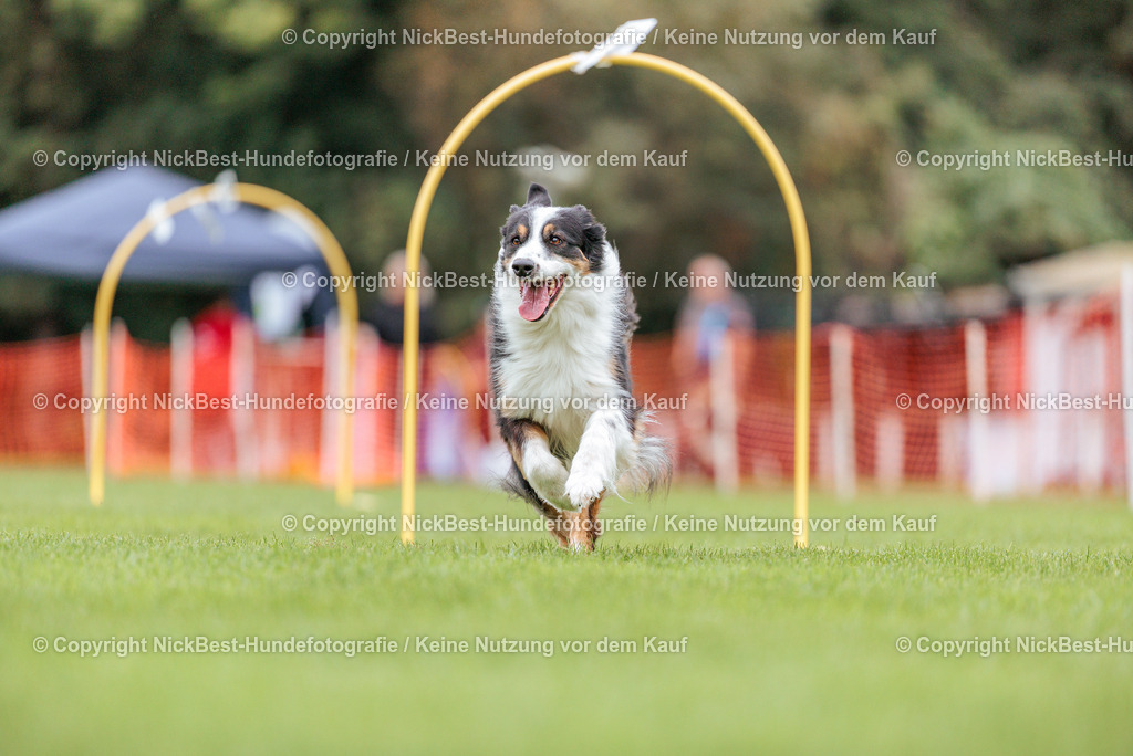 BSP Hoopers-H3 T2 Tag2-2026-Nickbest-Hundefotografie-TuS Komet Arsten e.V.-0077 | Dein Hund! Dein Moment! Deine Erinnerungen! Hundefotografie in Bremen Blumenthal. Ich fange die besonderen Momente deines Vierbeiners ein – ob Indoor mit Blitzanlage oder in der freien Natur. Sicher dir dein Moment und dein Termin für eure Erinnerungen.