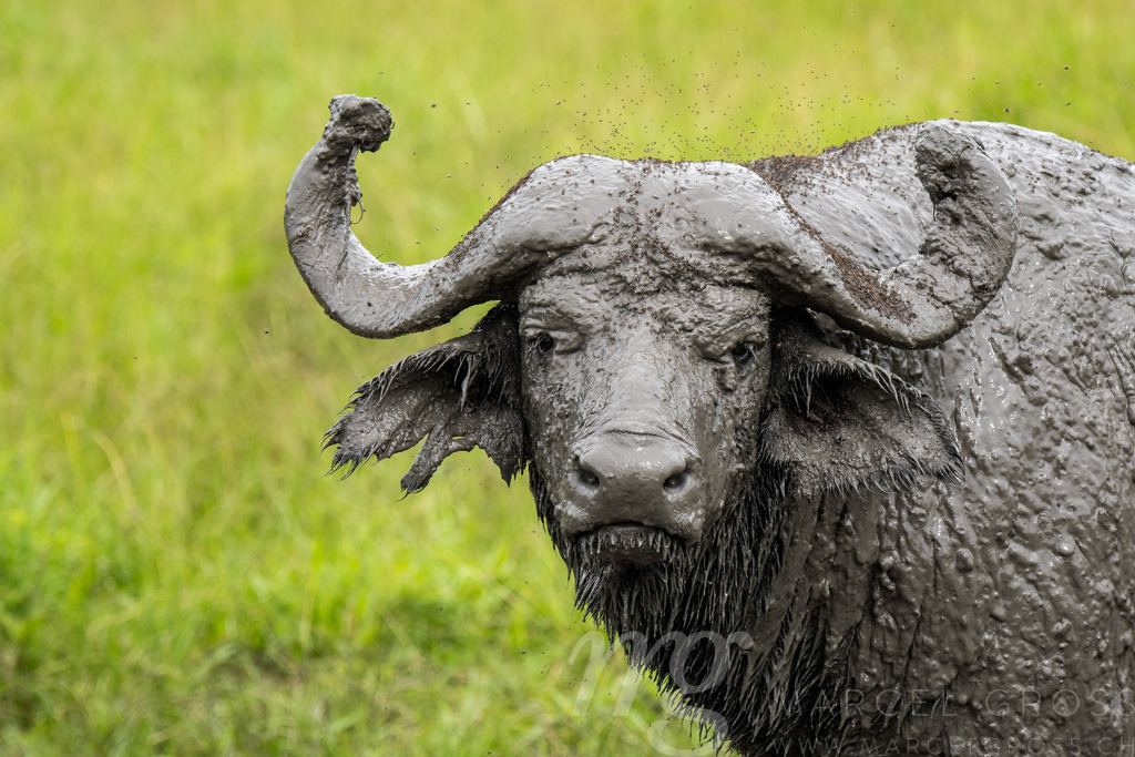 mud covered buffalo in Lake Mburo Nationbal Park | Die ideale Geschenkidee für Naturliebhaber. Naturbilder von Marcel Gross Photography für ihr Zuhause in den verschiedensten Formaten und Materialien. - Realisiert mit Pictrs.com