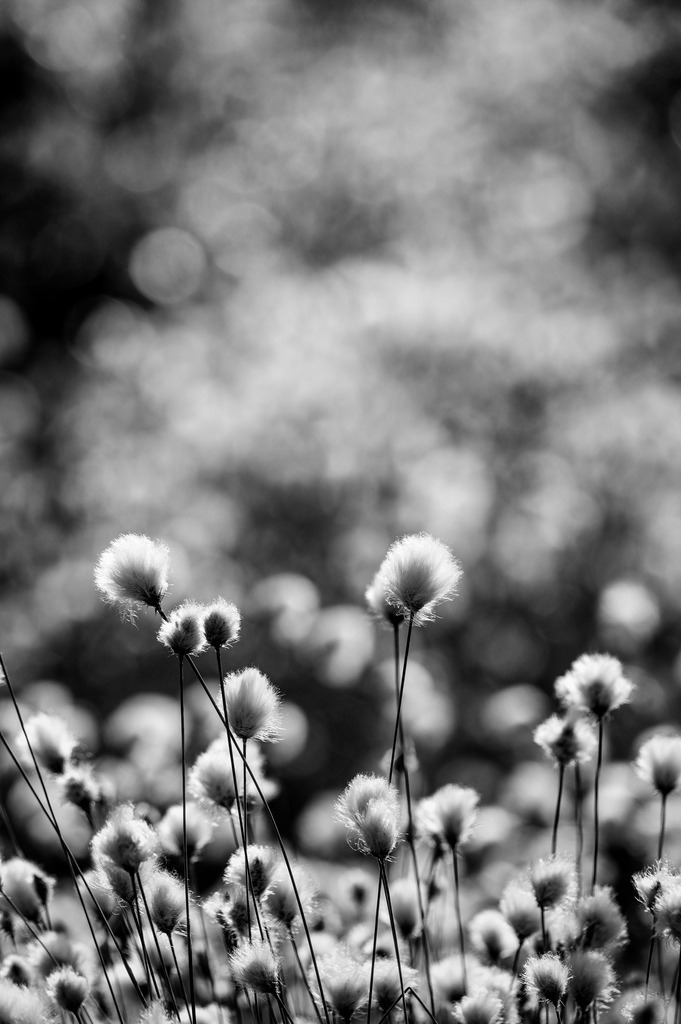 2024_05_08_QUICKBORN-HIMMELMOOR_MCP8608 sw | Hochwertig gedruckte Fotografien für die Wand, als Kalender und zum Verschenken. Hamburg & Norddeutschland und überall wo ich mit der Kamera unterwegs war.