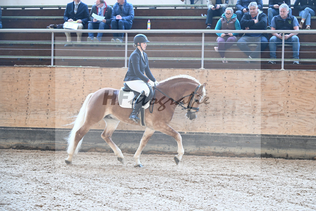 Kat-Nr. 8 Simba L v. Sonnenkoenig-Gold_Kappelsberger_43250257 | hf-fotografie - Realisiert mit Pictrs.com