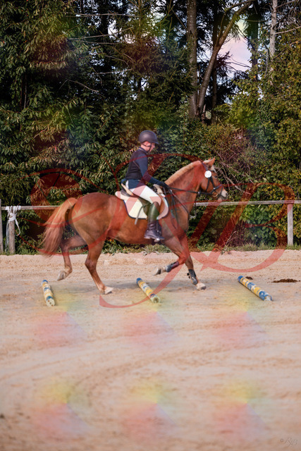 2026_10_03_Siefer-Hof_144625_Z81_22394316 | Professionelle Reitsport-, Turnier- und Eventfotografie von Robert Broda. Galerien mit ausgewählten und bearbeiteten Bildern direkt online ansehen und bestellen.