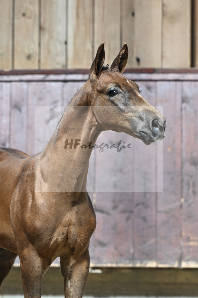 Kat-Nr. 17 Endorphin x Fuerst Piccolo_HF_Rietzler_25250132 | hf-fotografie - Realisiert mit Pictrs.com
