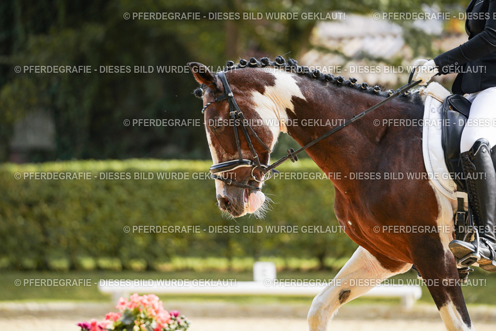 DSC04406 | Pferdegrafie