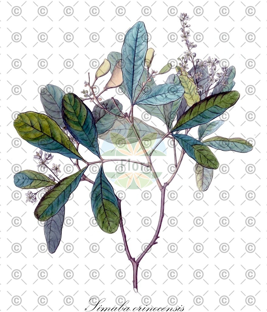 HistAbb_EMP_4758_1_SIMPLE | Historische Abbildung von Simaba orinocensis - Simaroubaceae | Historical Illustration of Simaba orinocensis - Simaroubaceae