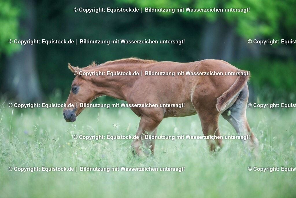 20210617_Fohlen_0397 | Foto: Thomas Hartig