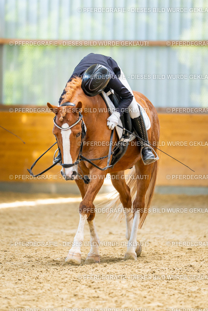 DSC08664 | Pferdegrafie