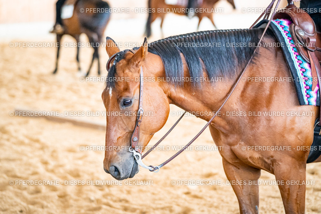 DSC02508 | Pferdegrafie