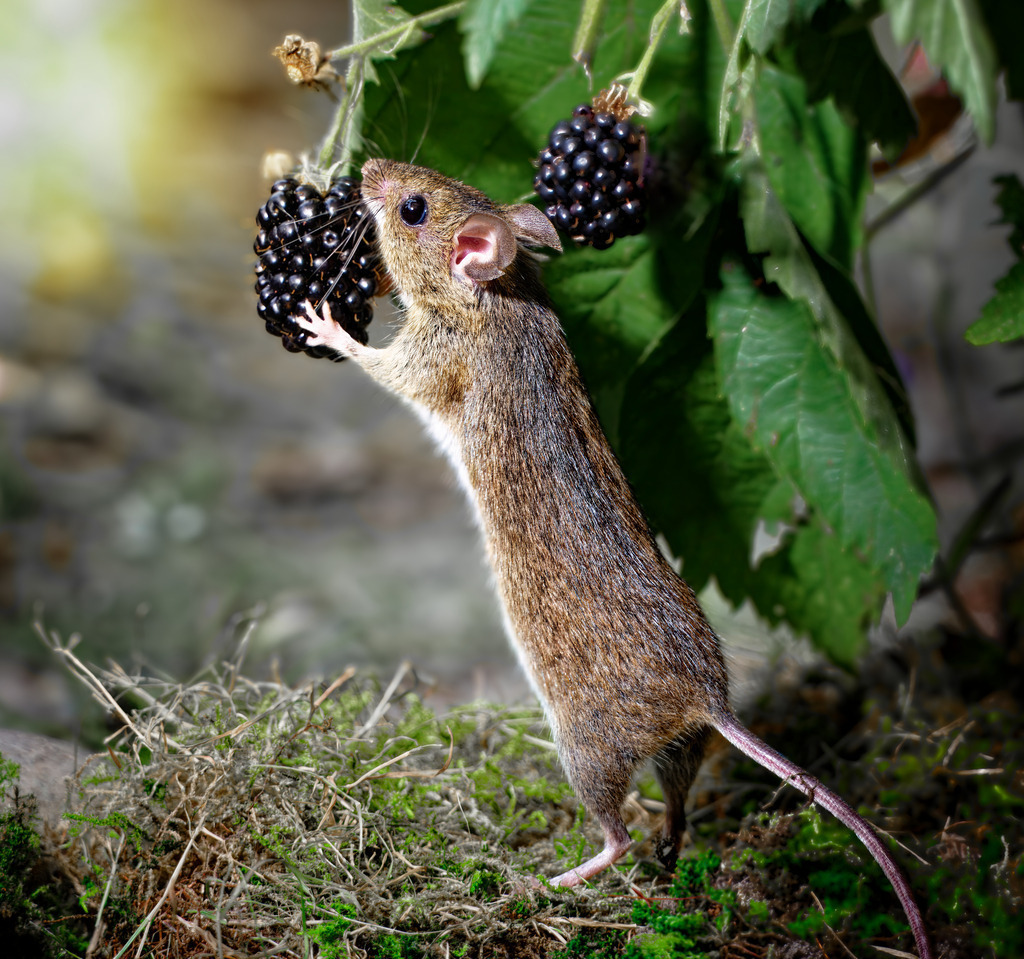 Waldmaus mag Brombeeren – Naturfotografie im Detail | Nahaufnahme einer Waldmaus, die an reifen Brombeeren knabbert. Perfektes Naturfoto mit Fokus auf Wildtiere, Beeren und Waldlandschaft.