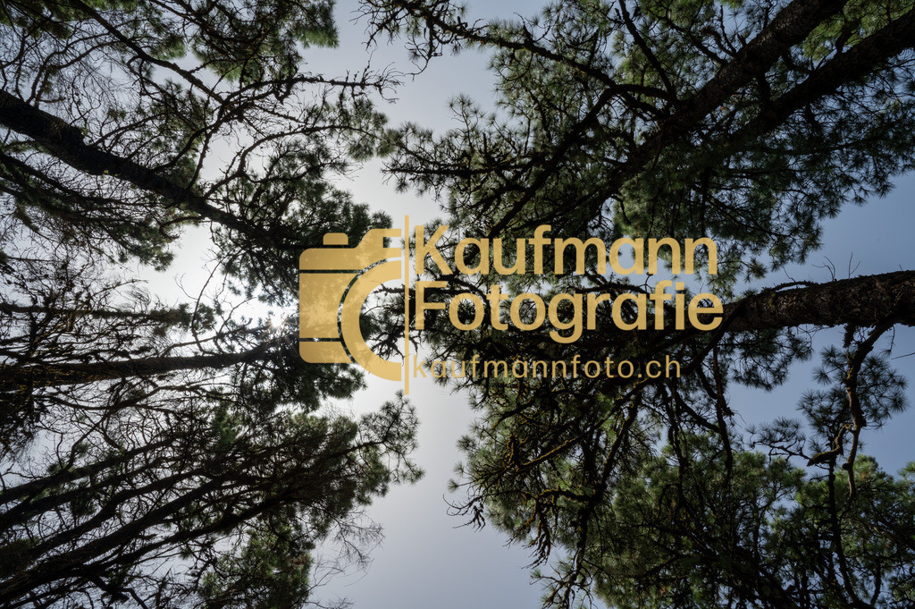 Teneriffe-8441 | kaufmannfoto - Realisiert mit Pictrs.com