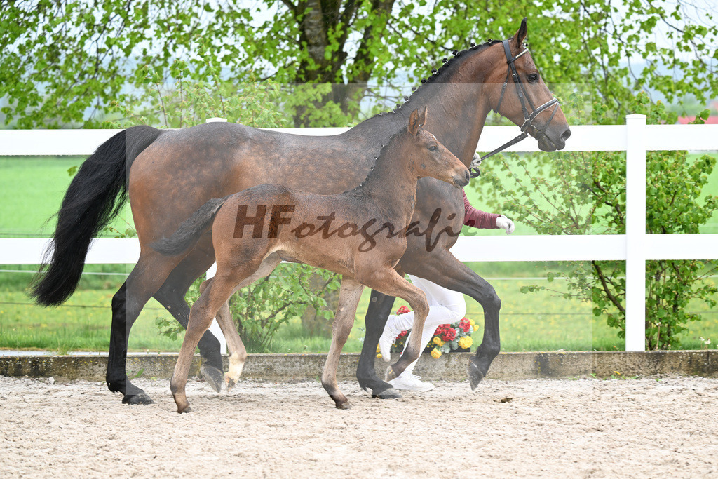 Kat-Nr. 48 SF Chaloubino PS x Cayton_Schick_23261681 | hf-fotografie - Realisiert mit Pictrs.com