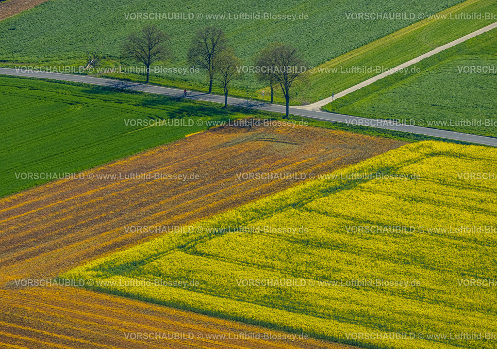 Kamen230406267 | Luftbild, Rapsfeld Formen und Farben, Mosaikfelder und Baumreihe an Straße Altenmethler, Methler, Kamen, Ruhrgebiet, Nordrhein-Westfalen, Deutschland