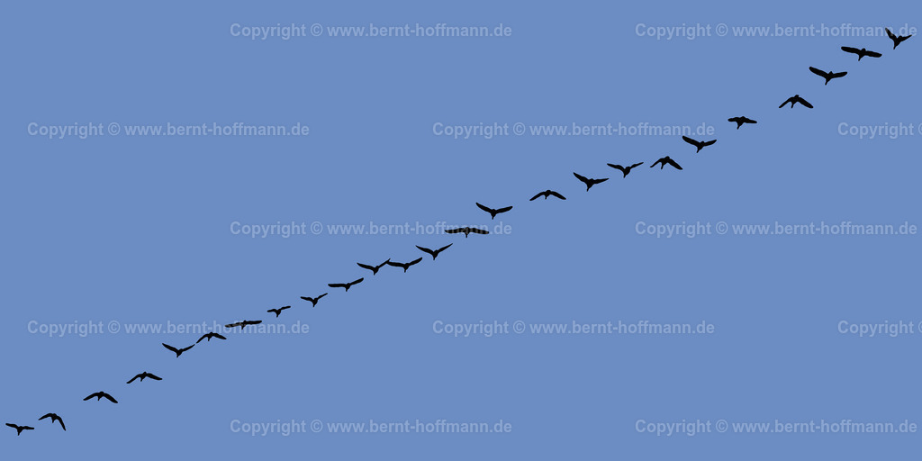 Pgrfk_Vogelzug_0881_6c8dc3_200x100 | bernt-hoffmann.de - Realisiert mit Pictrs.com