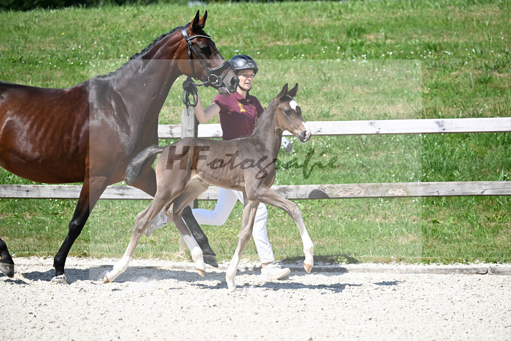 Kat-Nr. 6 Esperanto x Finnigan_HF_Waldner_15250193 | hf-fotografie - Realizzato con Pictrs.com