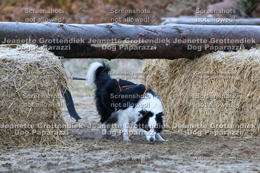 Dog Paparazzi - Strongdog 10-25-362 | Dog Paparazzi Jeanette Grottendiek Fotografie & Videografie - Realisiert mit Pictrs.com