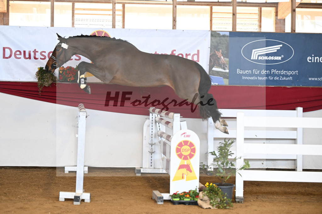 Kat-Nr. 7 Rieke v. Nohoval Z_Irl_16250769 | hf-fotografie - Realisiert mit Pictrs.com