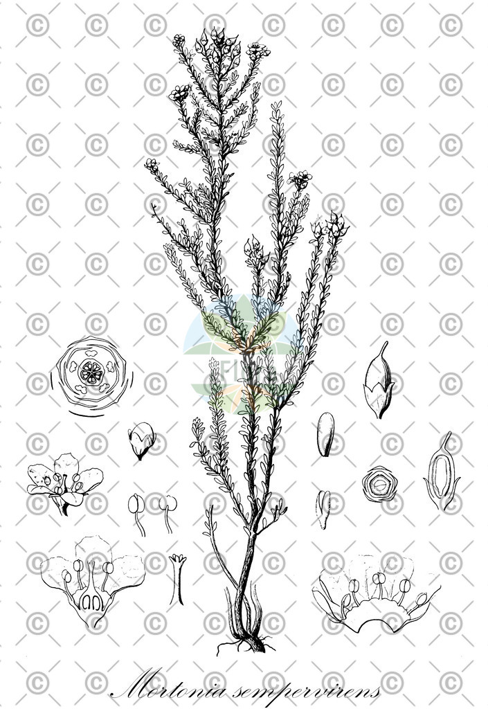 HistAbb_wfo-0000031293_1_ENZY_Simple | Historische Abbildung von Mortonia sempervirens - Celastraceae | Historical Illustration of Mortonia sempervirens - Celastraceae
