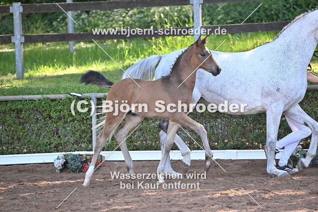 19_Quaterback - Belantis I_758_8256 | Björn Schroeder Pferdefotografie
