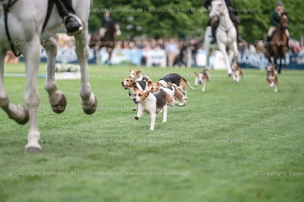 20230526_Pferdenacht_0529 | equistock