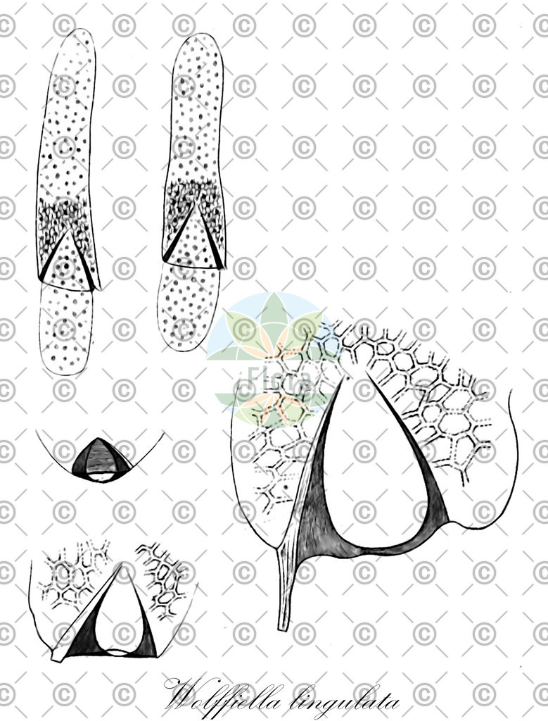 HistAbb_wfo-0001075906_1_ENZY_Simple | Historische Abbildung von Wolffiella lingulata - Araceae | Historical Illustration of Wolffiella lingulata - Araceae