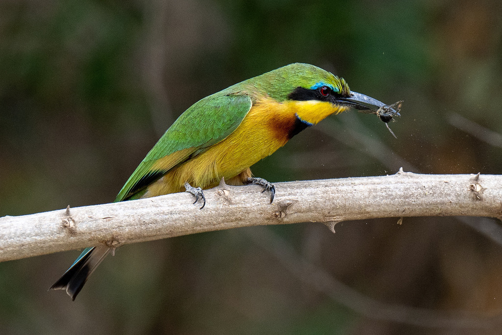 Lake Manyara Nationalpark - 27. September 2022 | Zwergspint (Bee-Eater) im Lake Manyara Nationalpark.
Bild: Sportfotografie Markus Aeschimann | www.markus-aeschimann.ch - Realisiert mit Pictrs.com