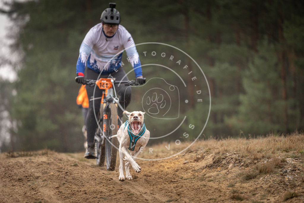 Pfotenfotografie_DV3A3938 | Hundefotografie, Tierfotograf, Pfotenfotografie, Fotoshooting Hund, Hunde Portrait, Hundesport, Hundeportraits, Heideshooting, Hunde, Sportfotograf, Hundefotograf, Turnierhundsport, THS,  - Realisiert mit Pictrs.com
