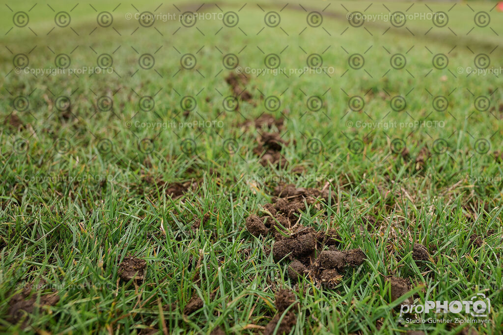 202507_Rernböck-Rasen_NZ9_1060 | proPHOTO - Realisiert mit Pictrs.com