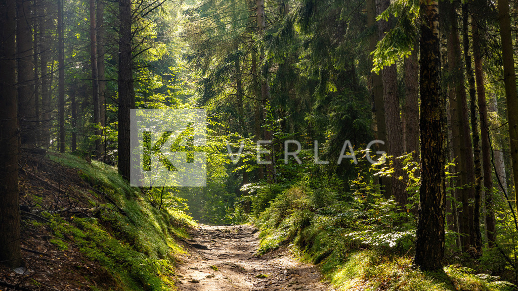 Wandbild-Panorama-Tharandter-Wald-0U3A8194 | Sonnenstrahlen auf einem der vielen Wanderwege im Tharandter Wald - Realisiert mit Pictrs.com