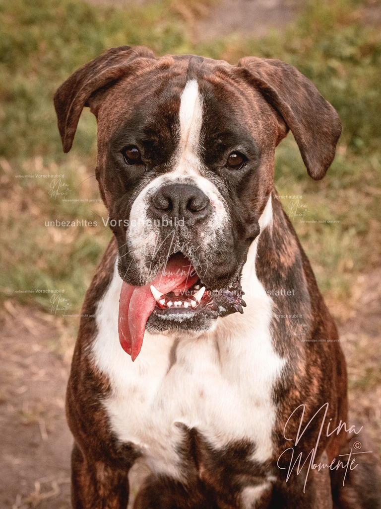 _16A4057-1 | Einzigartige Fotos von Hunden & Menschen –Actionfotos, Portraits, Vereinsaufnahmen & Paarshootings – authentisch, lebendig & mit Herz.